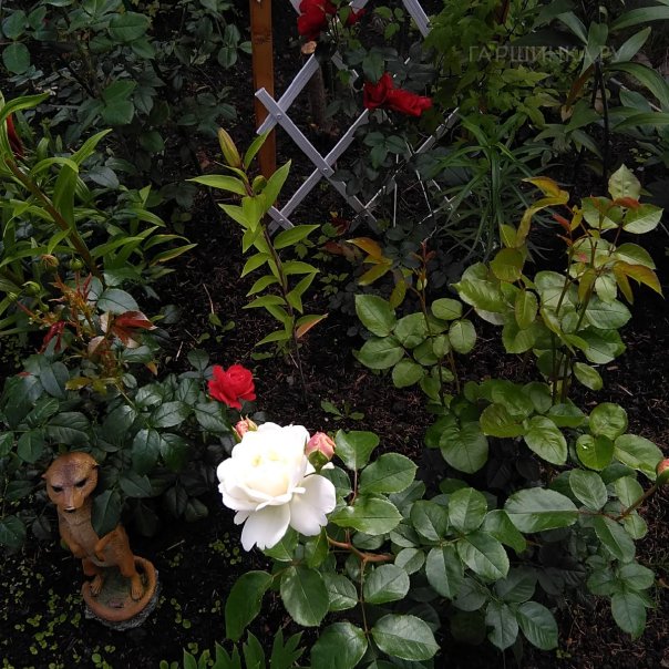 превью изображения отзыва