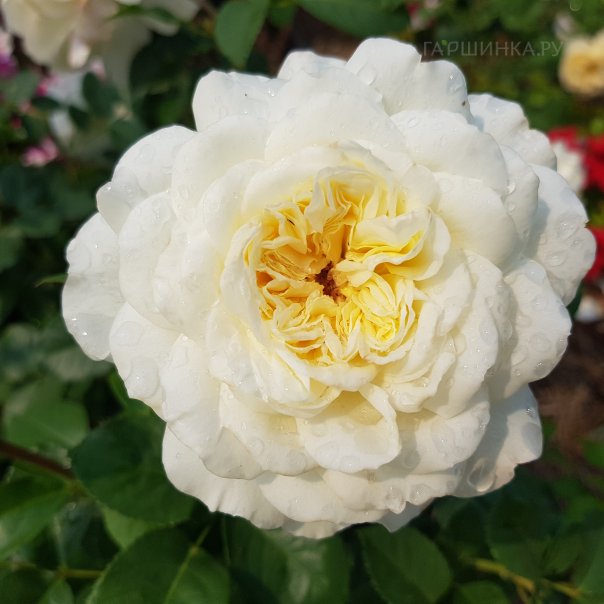 превью изображения отзыва