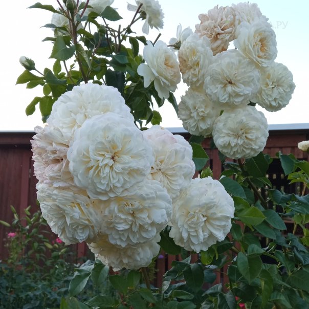 превью изображения отзыва