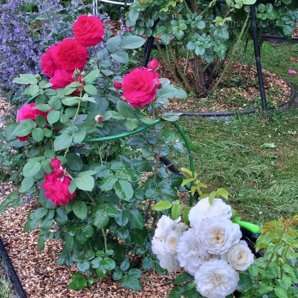 превью изображения отзыва