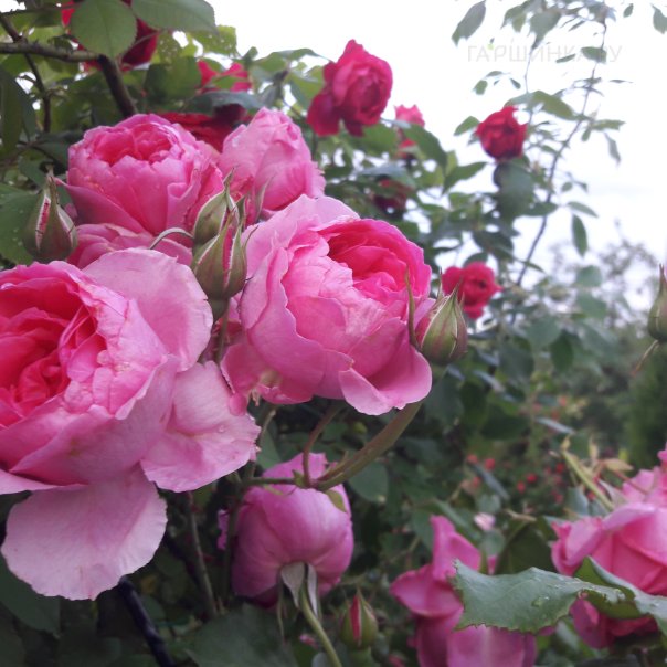 превью изображения отзыва