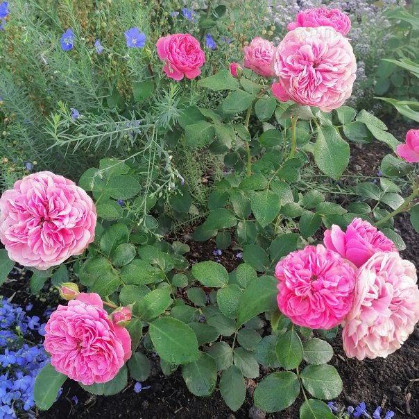 превью изображения отзыва