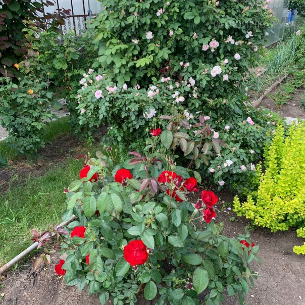 превью изображения отзыва