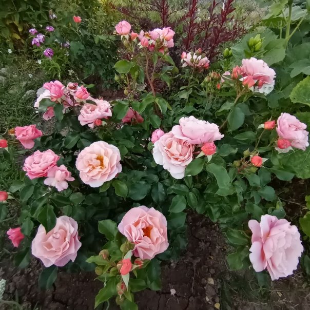 превью изображения отзыва