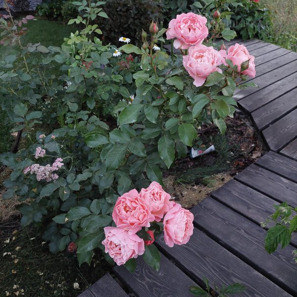 превью изображения отзыва