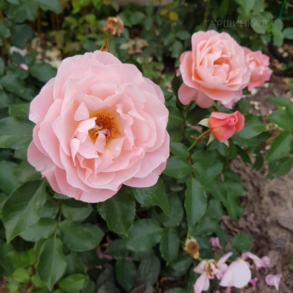 превью изображения отзыва