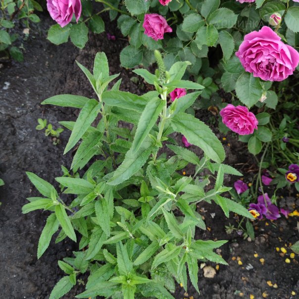 превью изображения отзыва