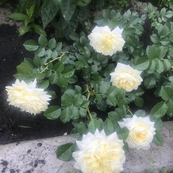 превью изображения отзыва