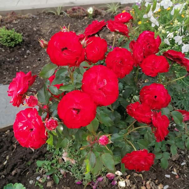 превью изображения отзыва