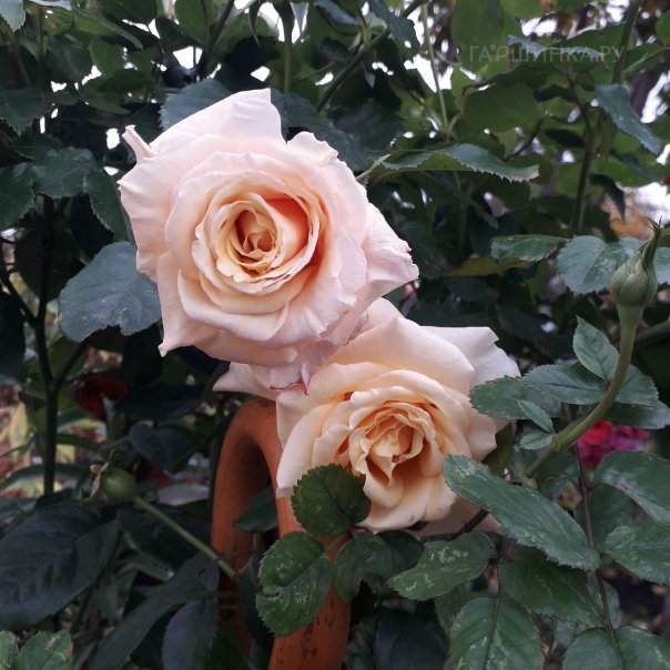 превью изображения отзыва