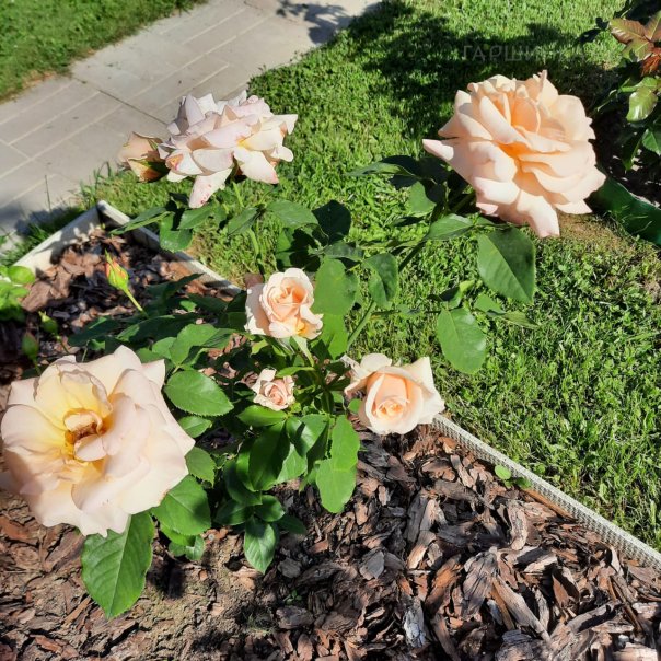 превью изображения отзыва