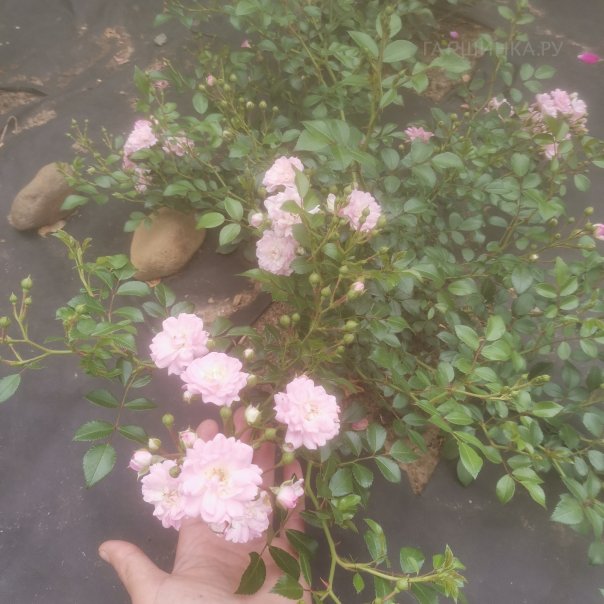 превью изображения отзыва