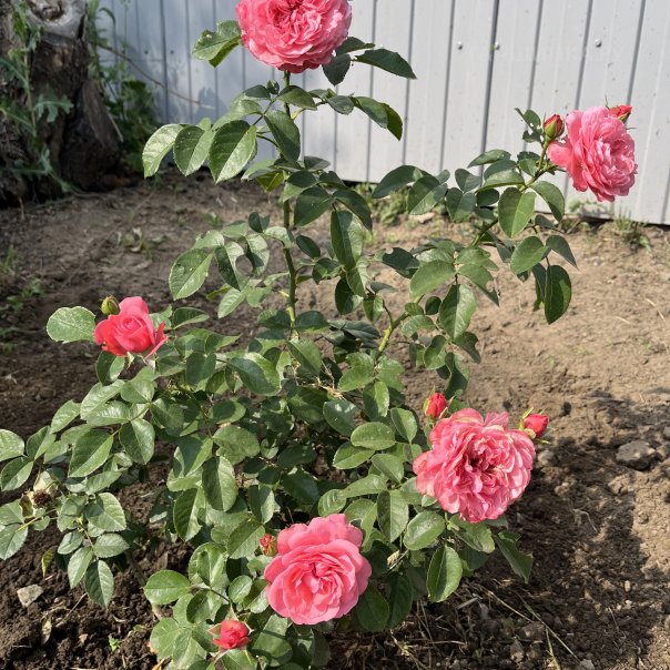 превью изображения отзыва