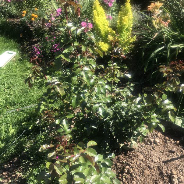 превью изображения отзыва