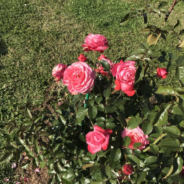 превью изображения отзыва