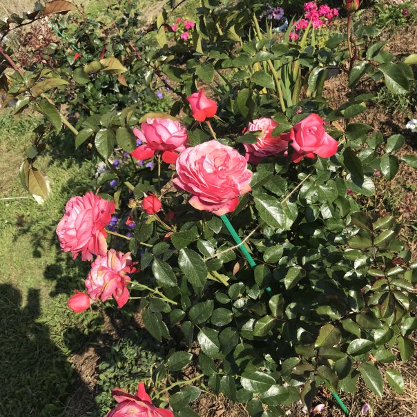 превью изображения отзыва