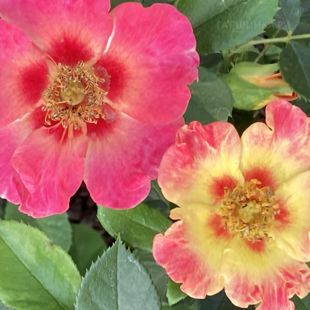 превью изображения отзыва