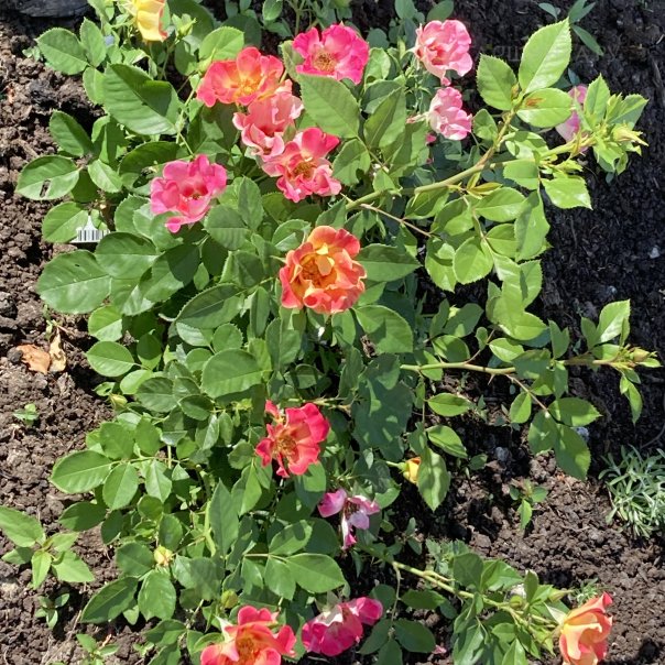 превью изображения отзыва