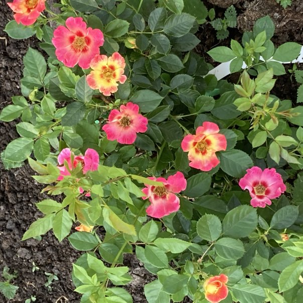 превью изображения отзыва