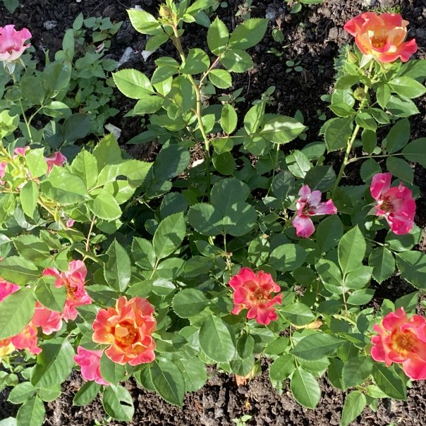 превью изображения отзыва