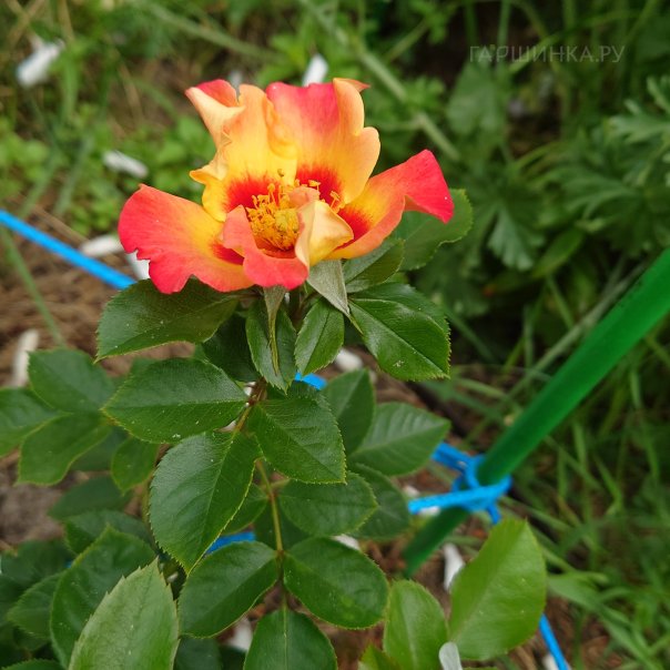 превью изображения отзыва