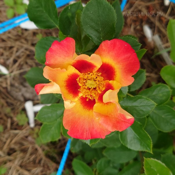 превью изображения отзыва