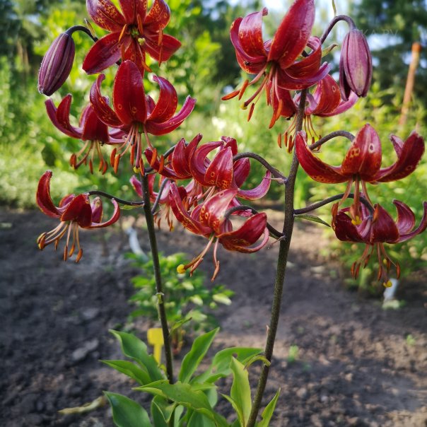 превью изображения отзыва