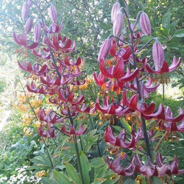 превью изображения отзыва