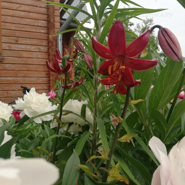 превью изображения отзыва