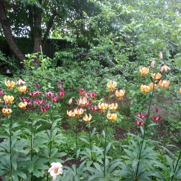 превью изображения отзыва