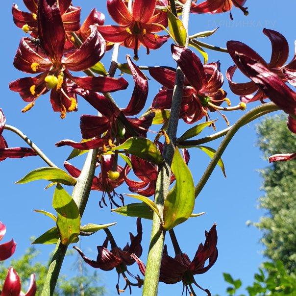 превью изображения отзыва