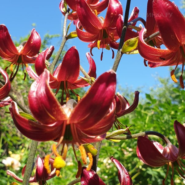 превью изображения отзыва