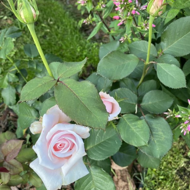 превью изображения отзыва