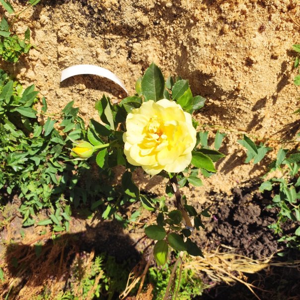 превью изображения отзыва