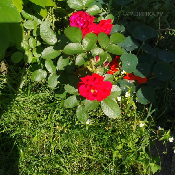 превью изображения отзыва