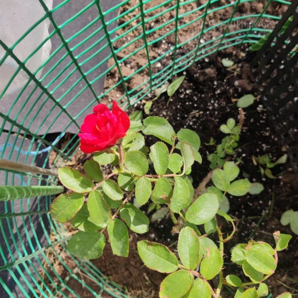 превью изображения отзыва