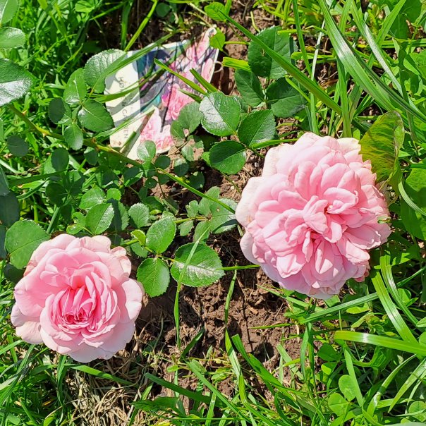 превью изображения отзыва