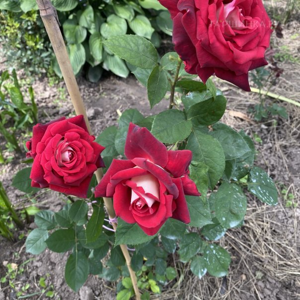 превью изображения отзыва