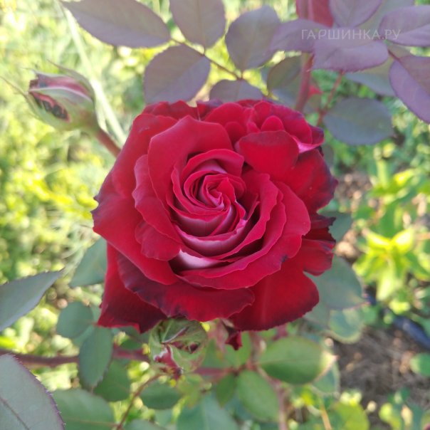 превью изображения отзыва