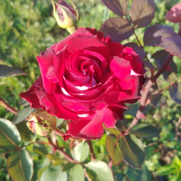 превью изображения отзыва