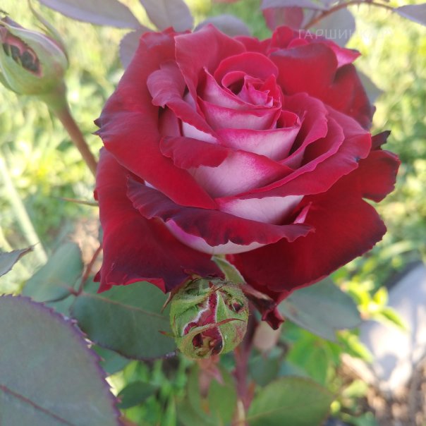 превью изображения отзыва