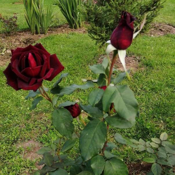 превью изображения отзыва