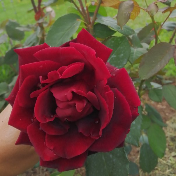 превью изображения отзыва