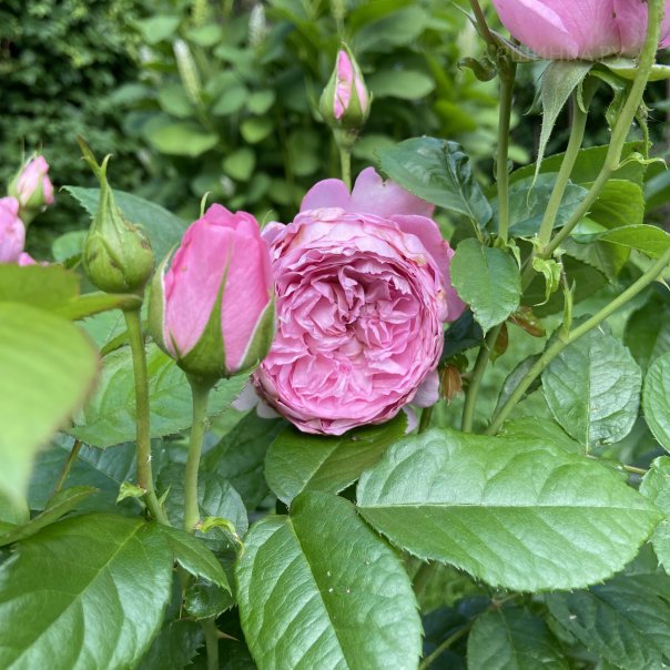 превью изображения отзыва