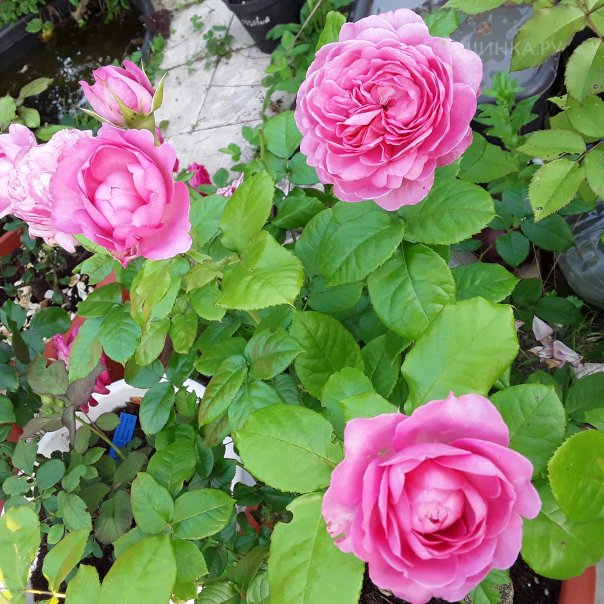 превью изображения отзыва