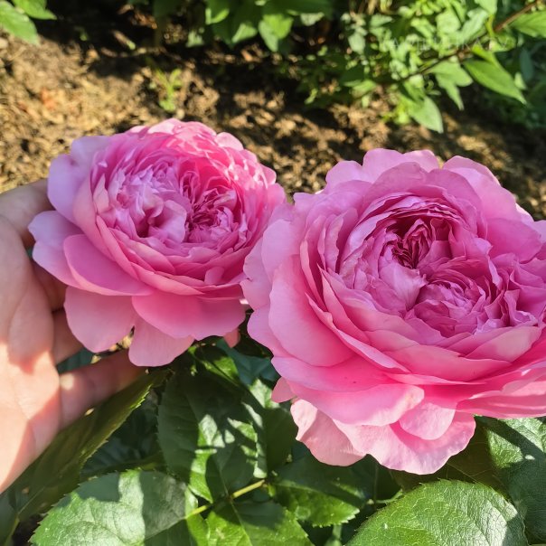 превью изображения отзыва