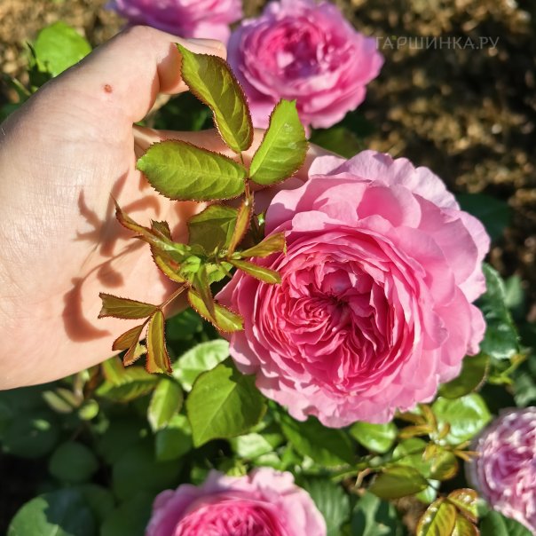 превью изображения отзыва