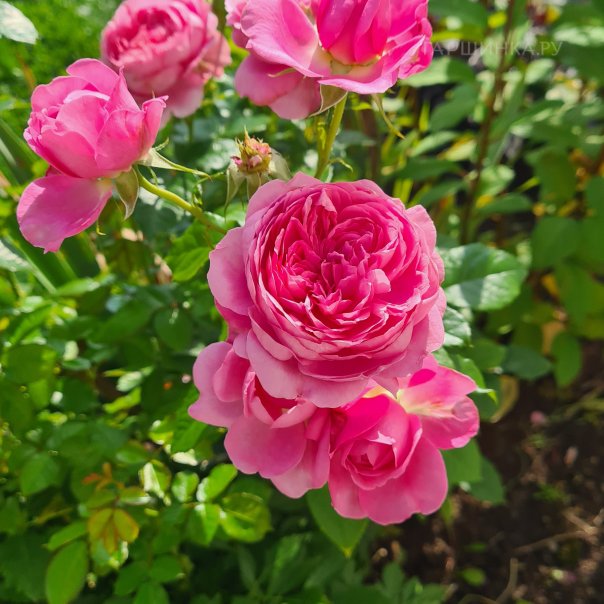 превью изображения отзыва