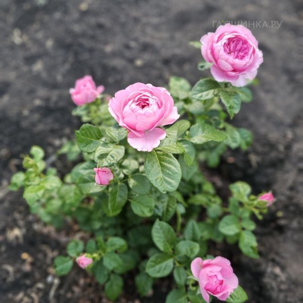 превью изображения отзыва