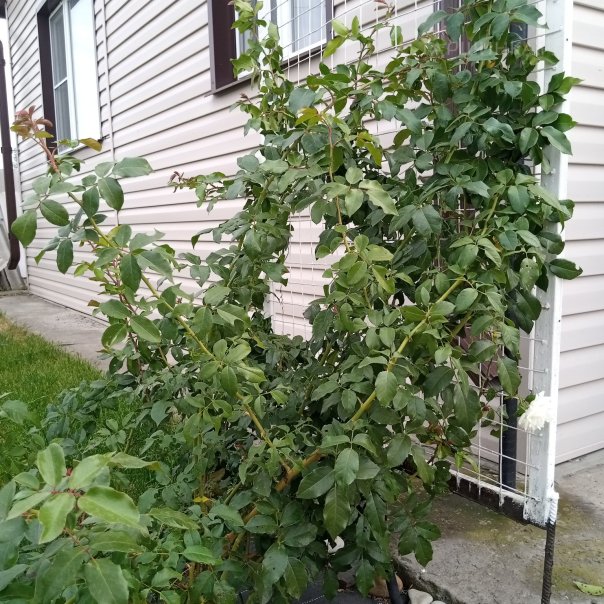 превью изображения отзыва